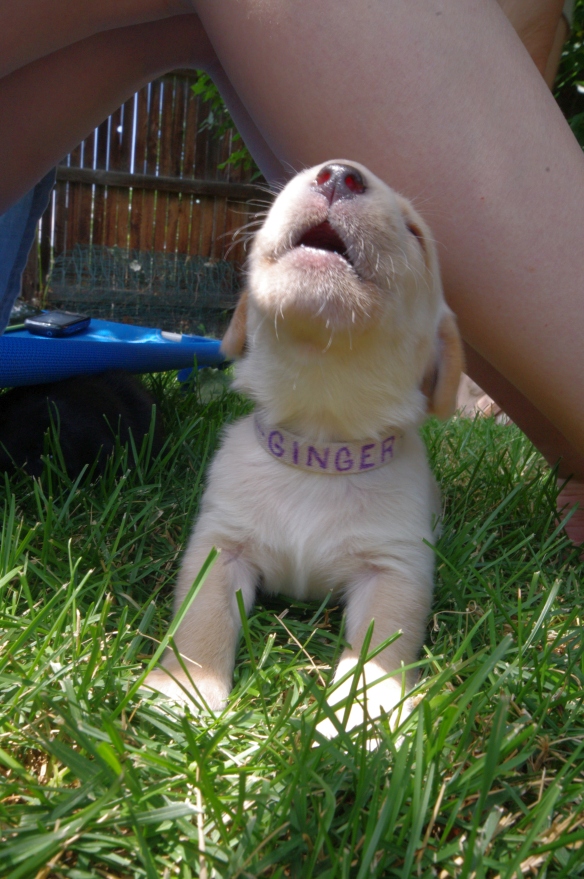 2013-07-07 14.55.36-Ginger